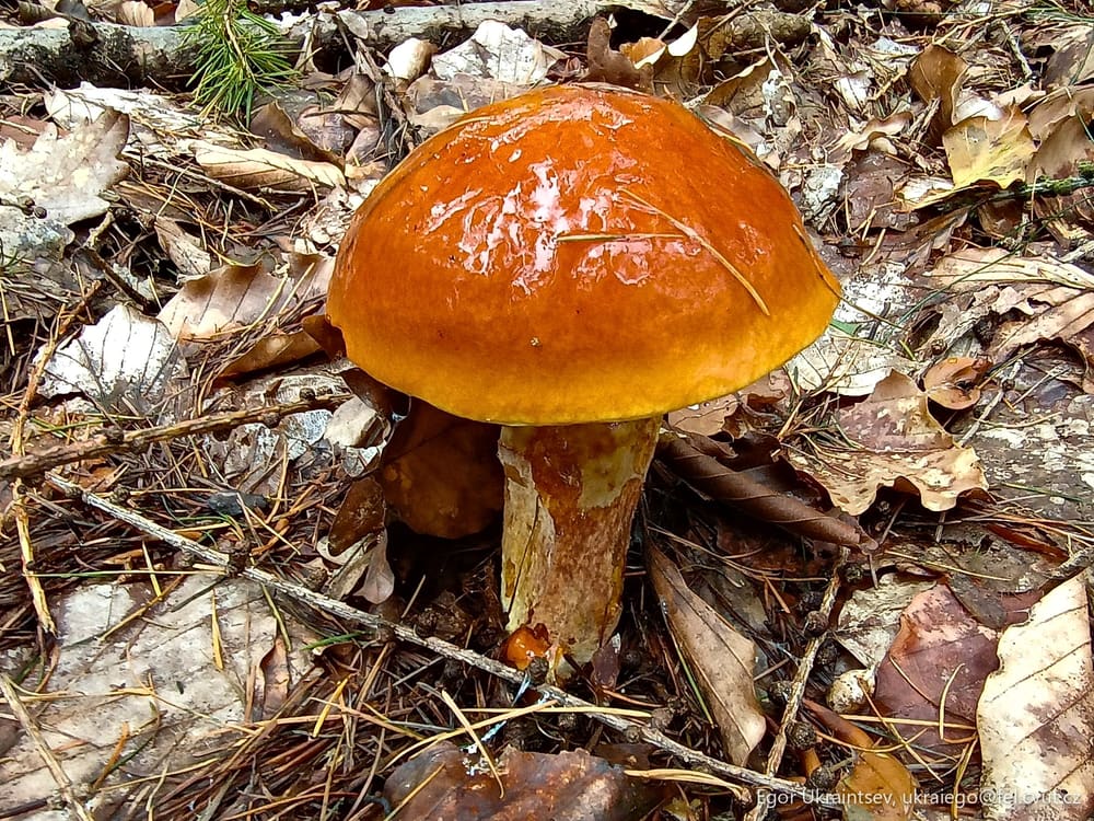 Mushroom in the woods
