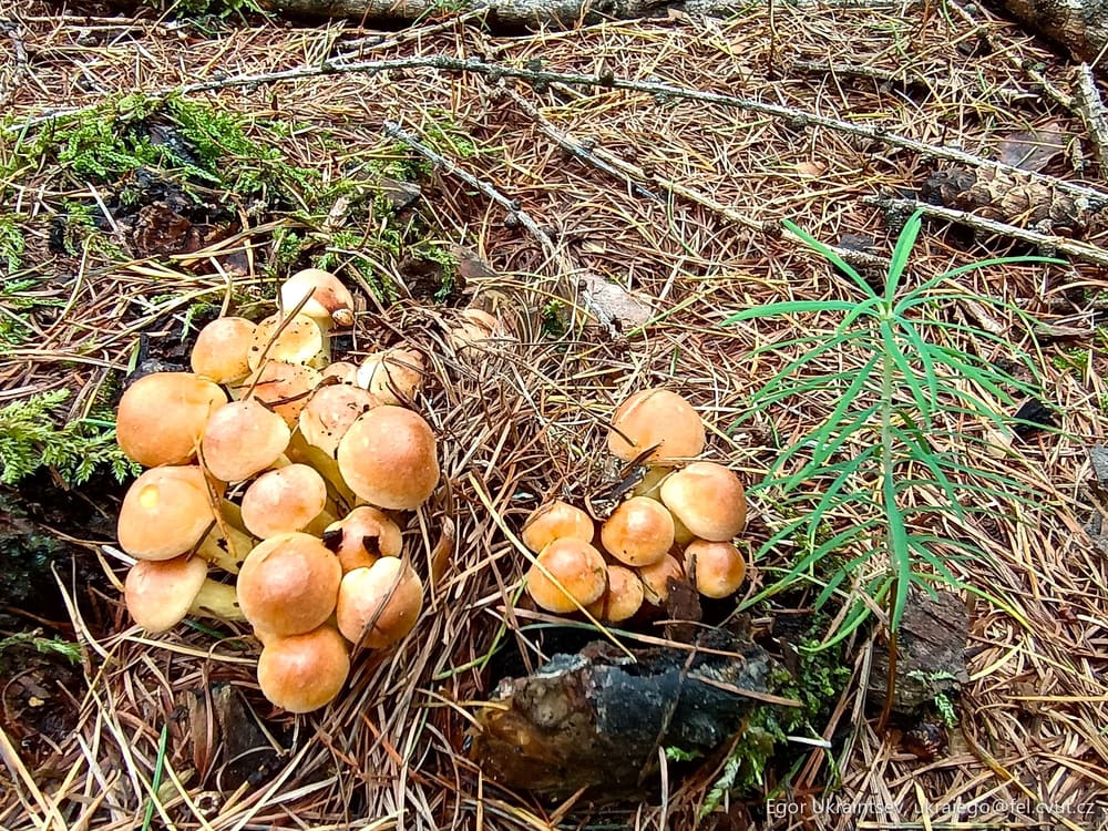 Mushrooms growing in the woods
