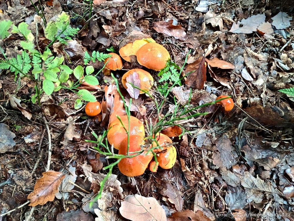 Orange mushrooms on the ground