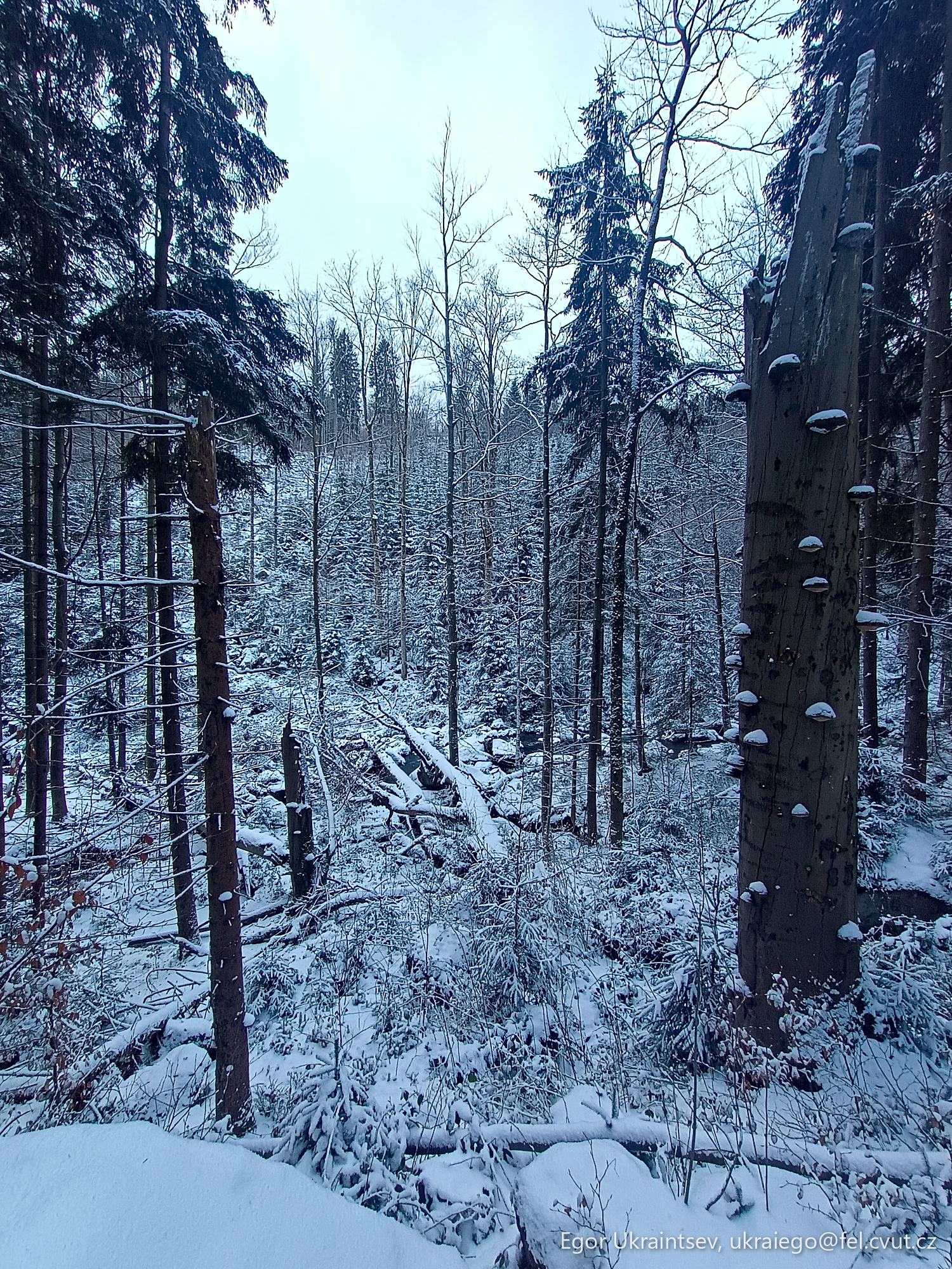 Snow covered trees