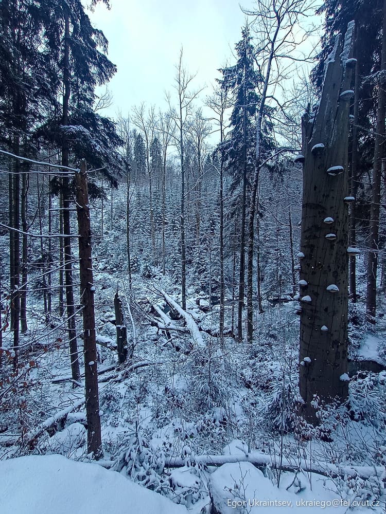 Snow covered trees