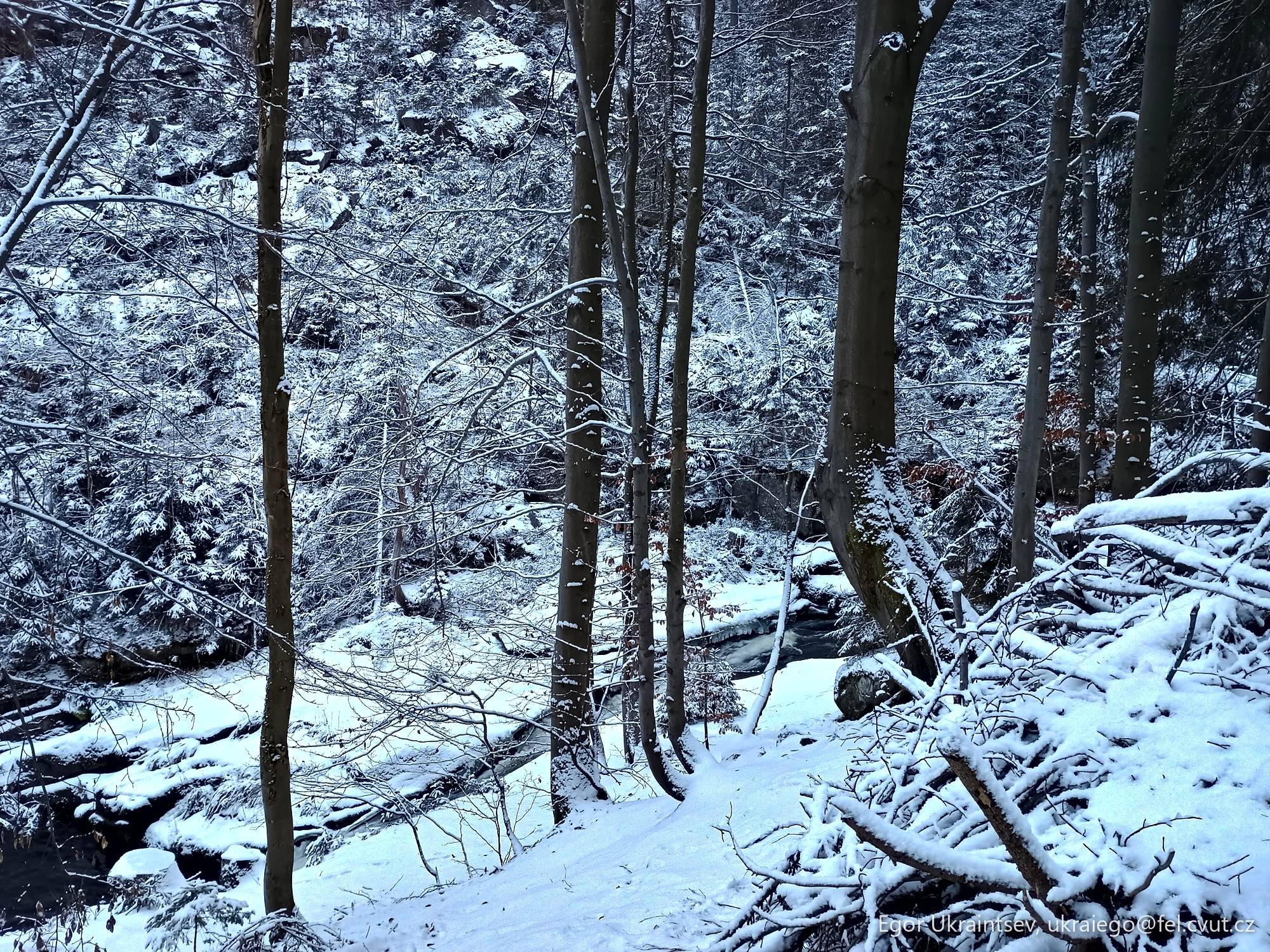 Creek in the woods covered