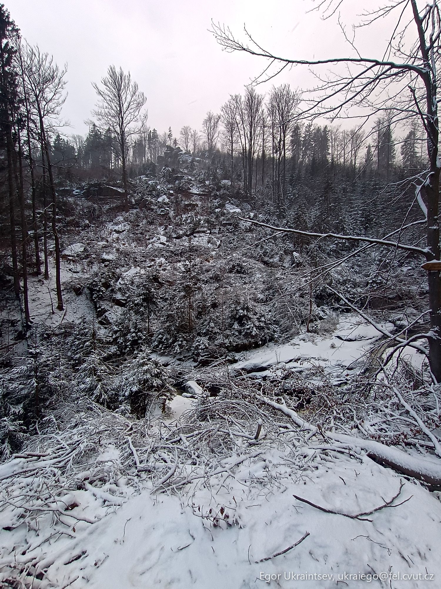 Snow covered forest