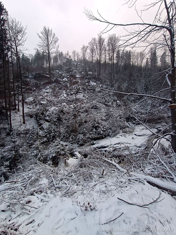 Snow covered forest