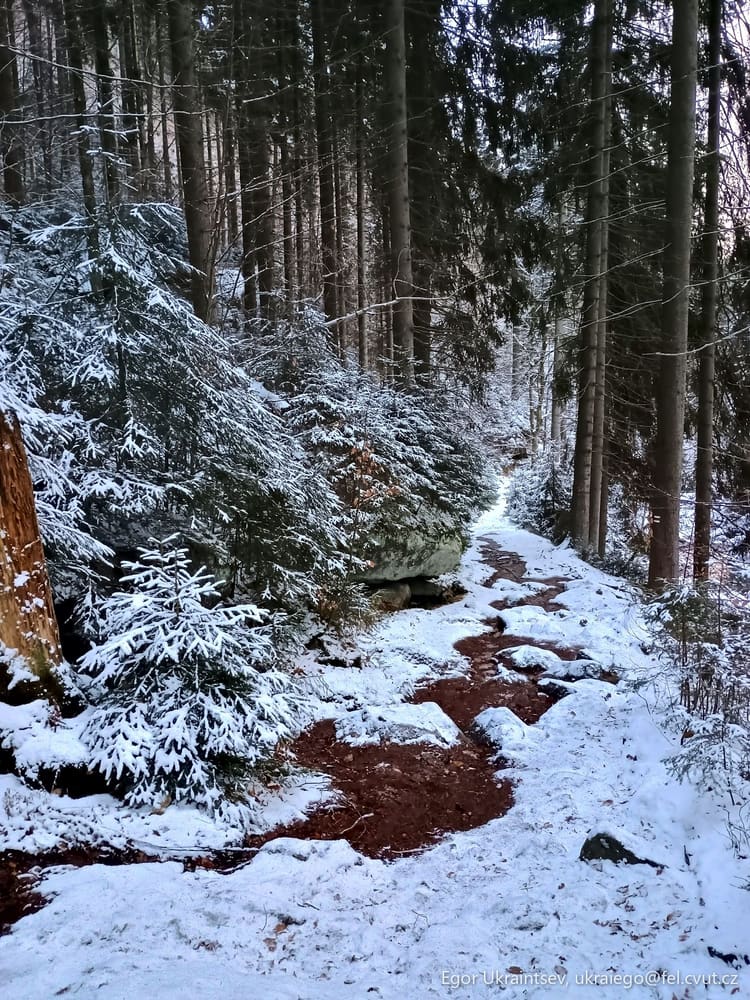 Snowy path in the woods