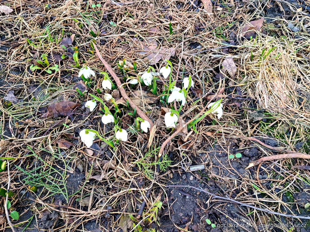 Snowdrops growing on the ground