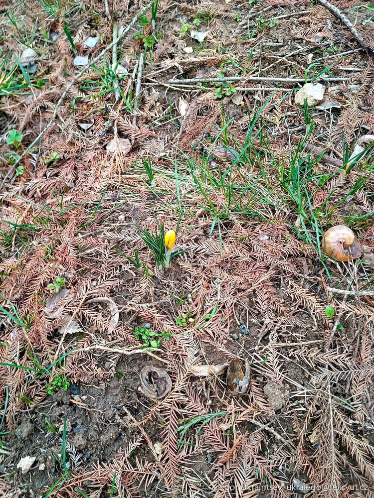 Yellow flower on the ground