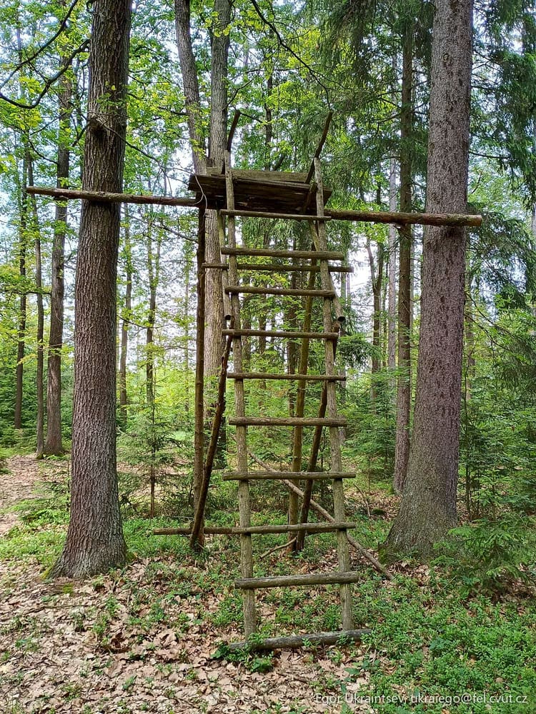 Tree stand in the woods