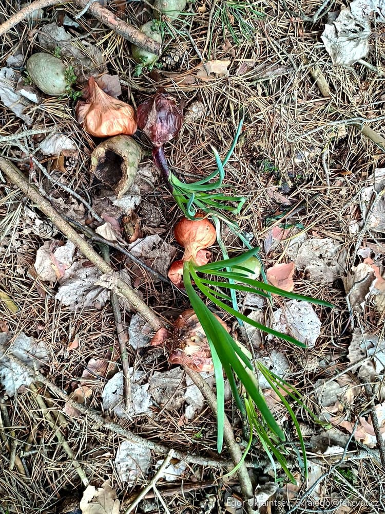 Flower on the ground