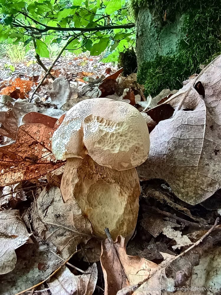 Mushroom on the forest floor