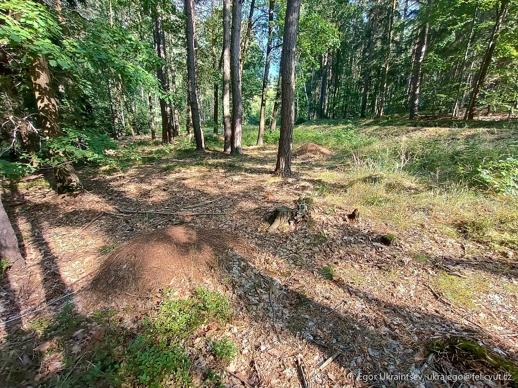 Dirt trail in the woods