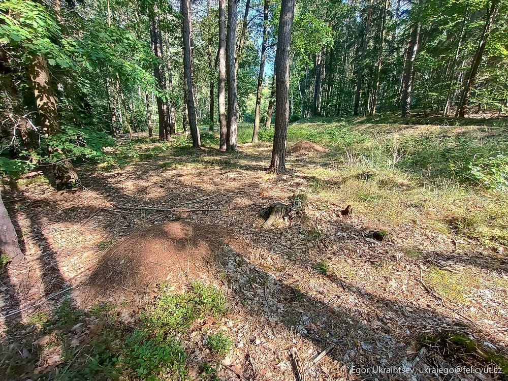 Dirt trail in the woods