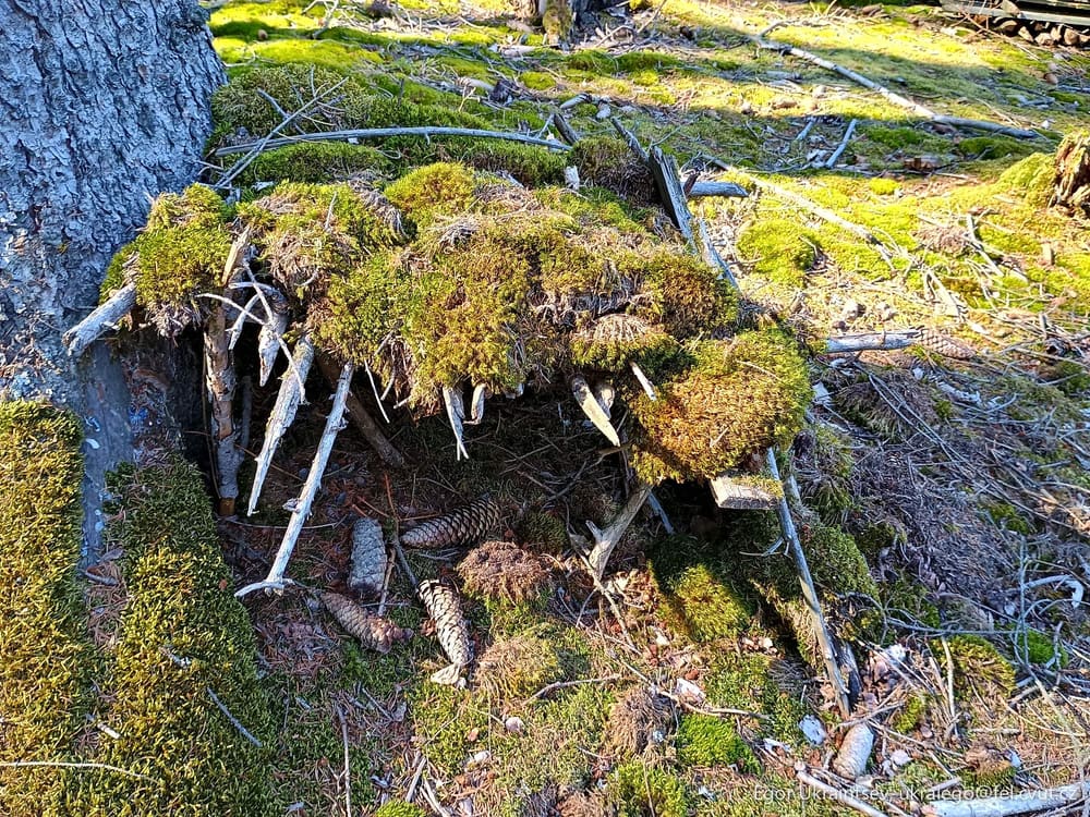 Moss growing on a tree