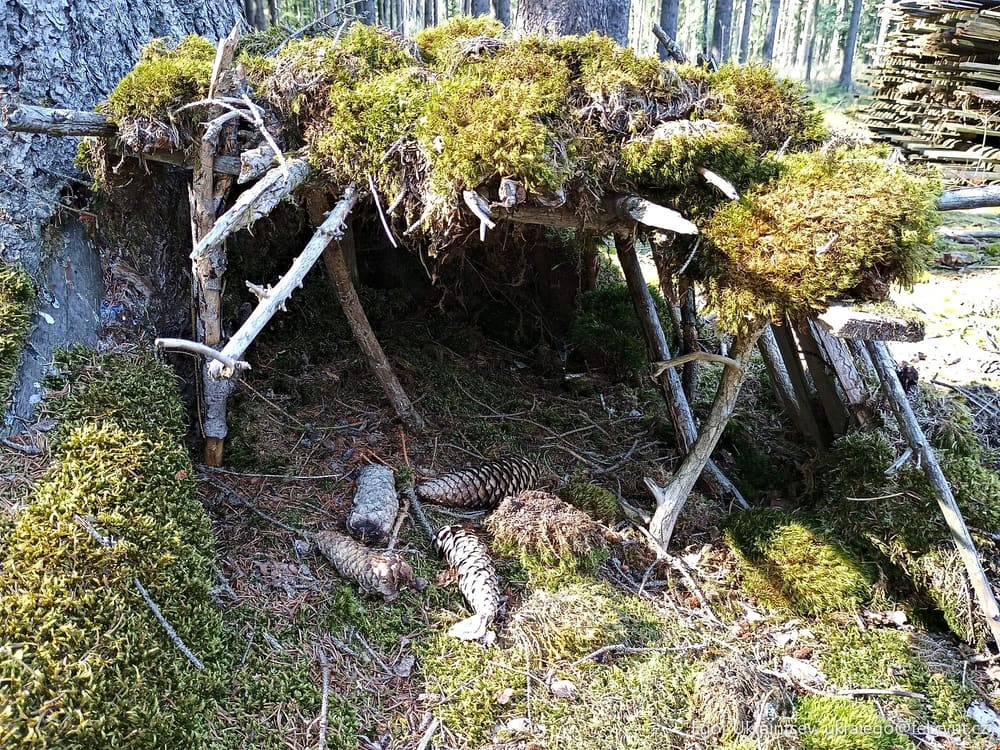 Moss covered log