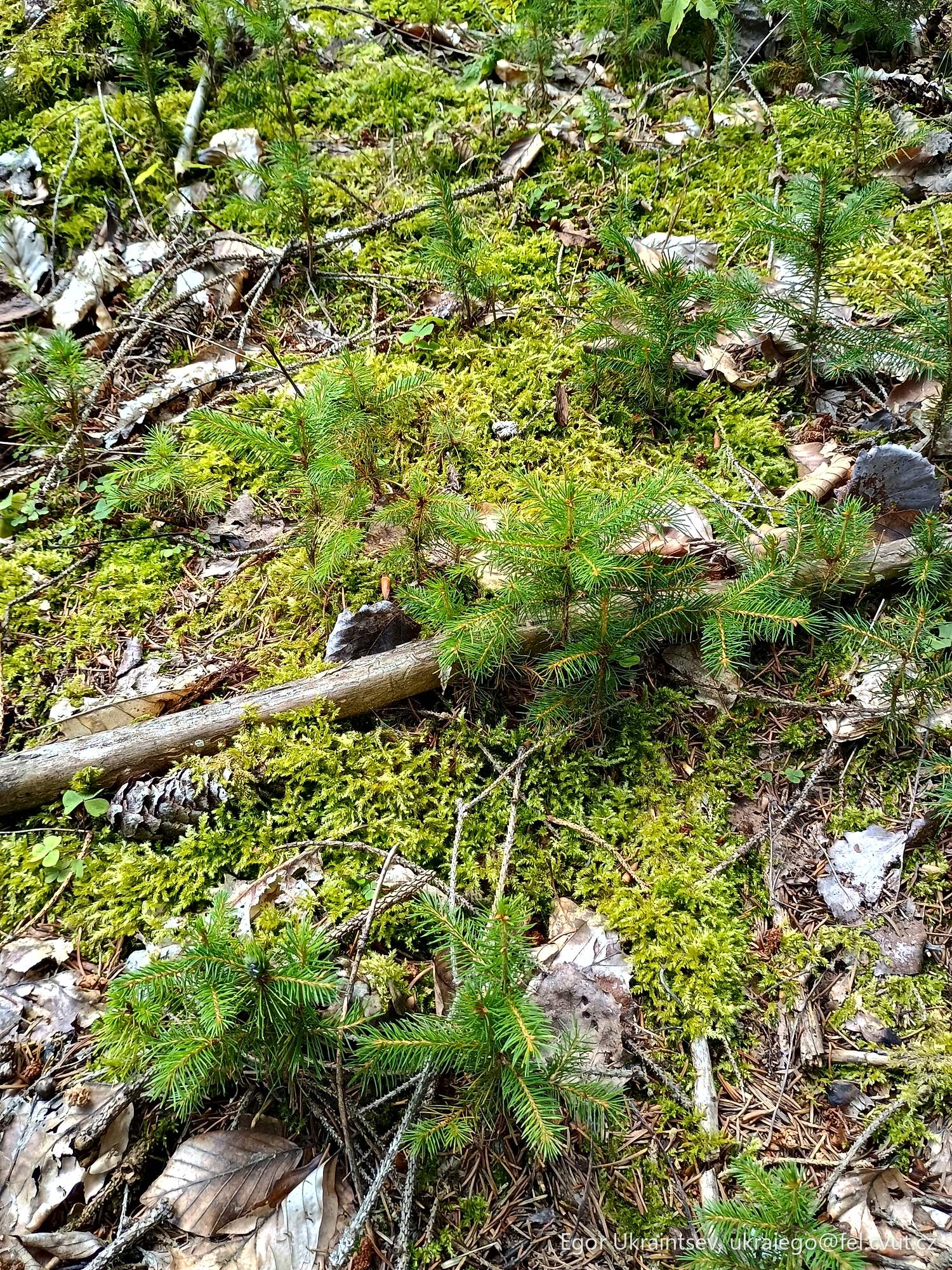 Green moss growing