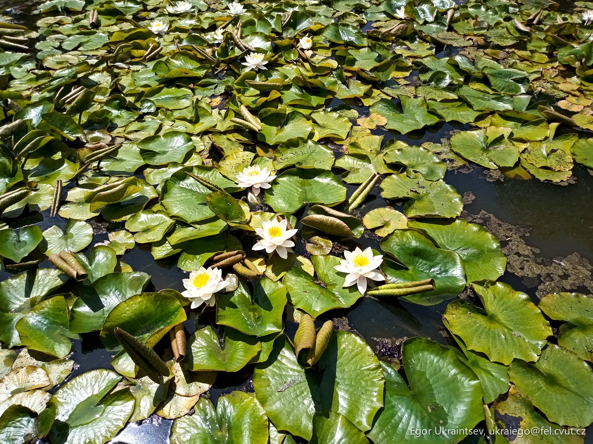 Water lilies