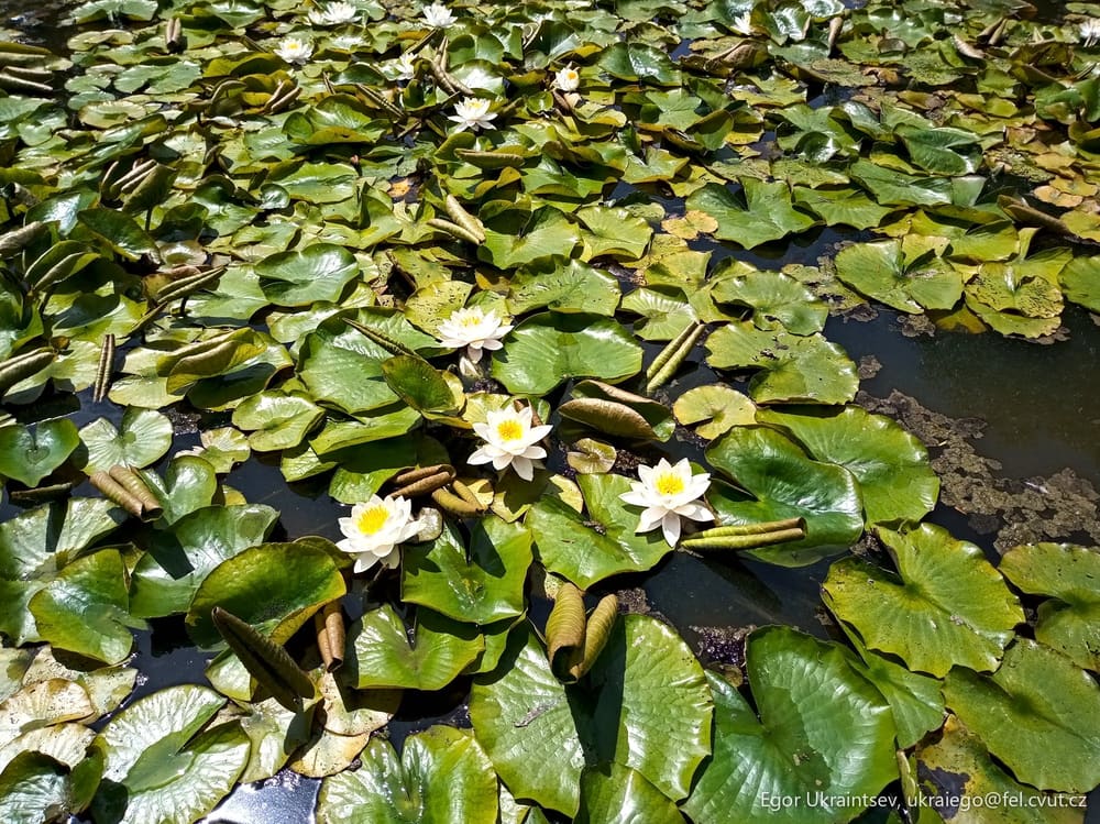 Water lilies