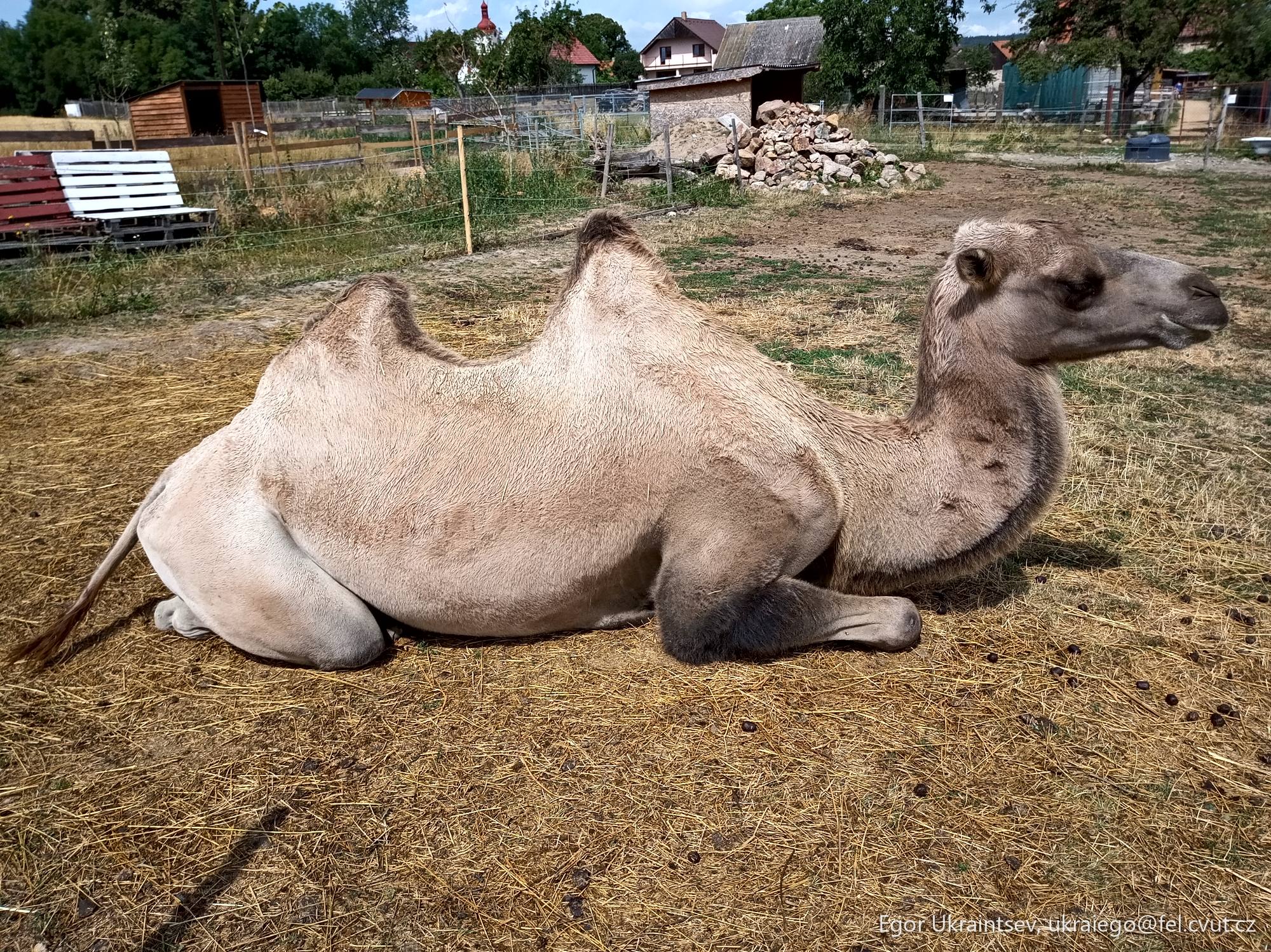 Camel laying on the ground