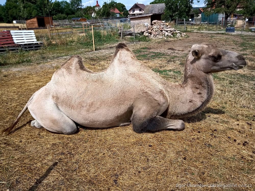 Camel laying on the ground