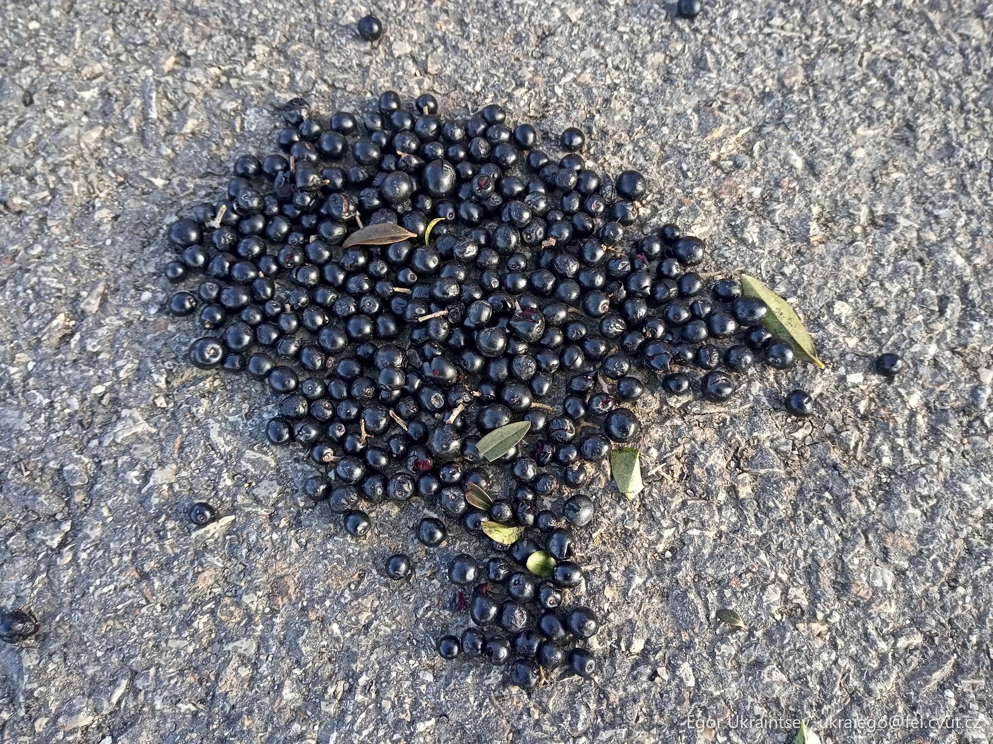 Black currans on the ground