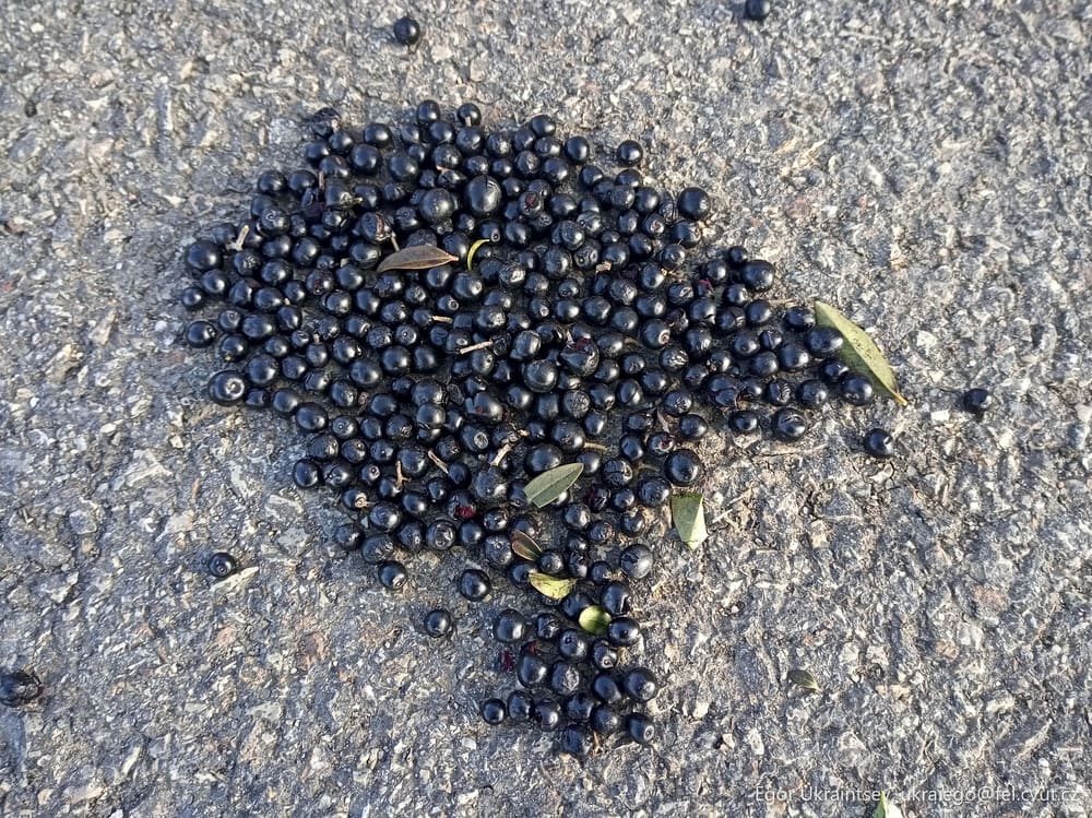 Black currans on the ground