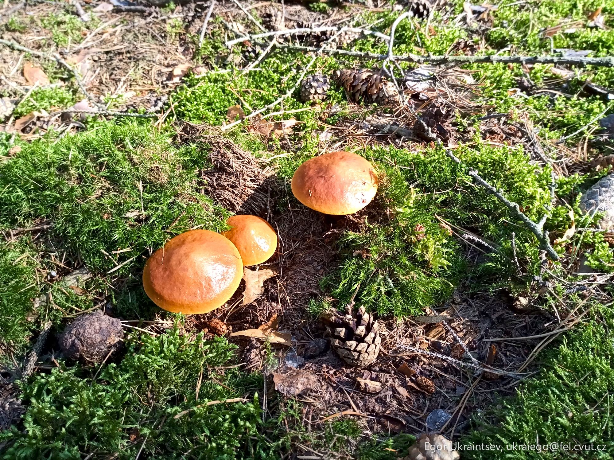 Mushrooms on the ground