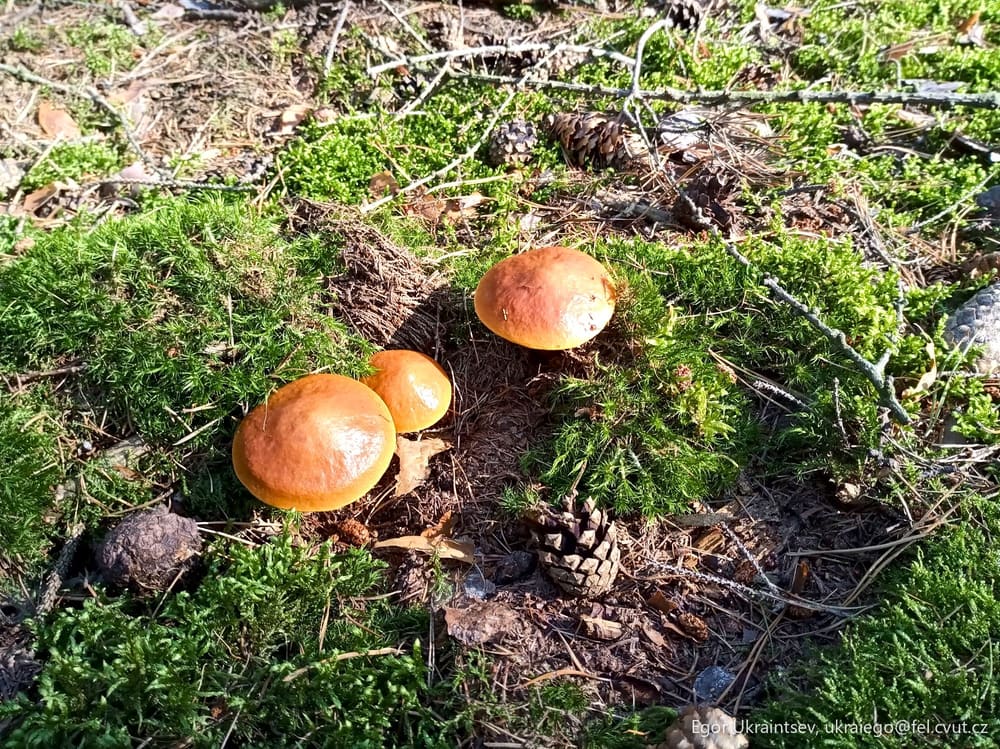 Mushrooms on the ground