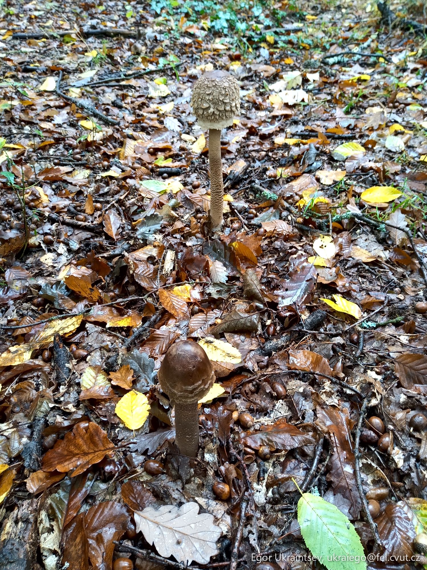 Mushroom on the forest floor