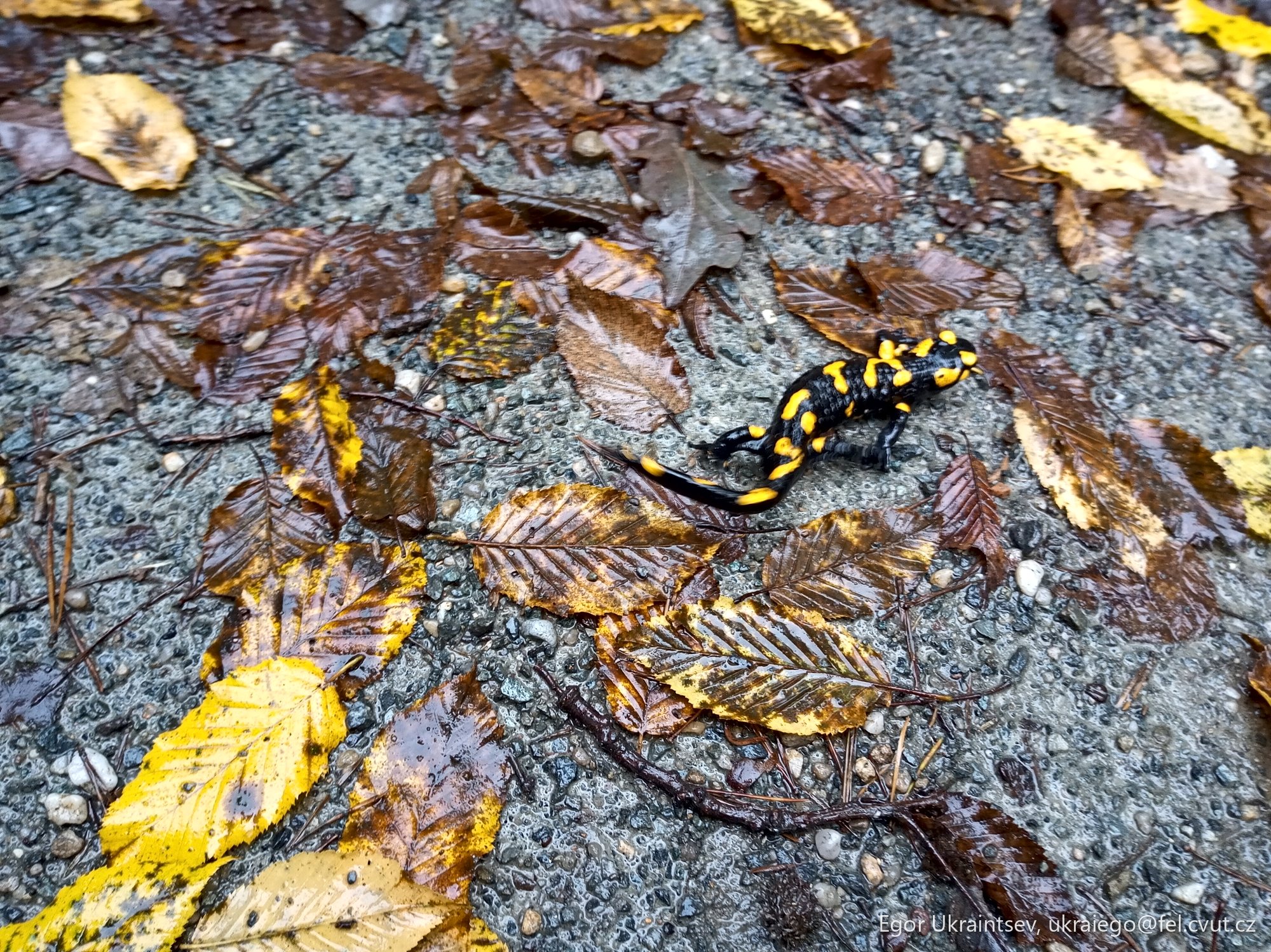 Black and yellow butterfly