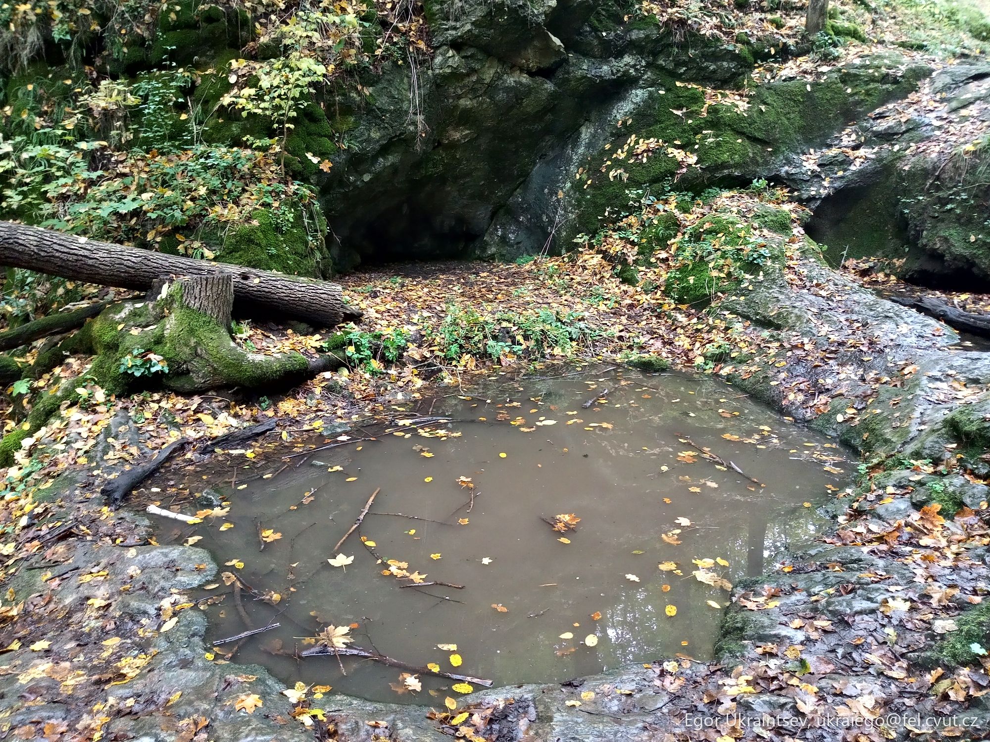 Fallen tree in a stream