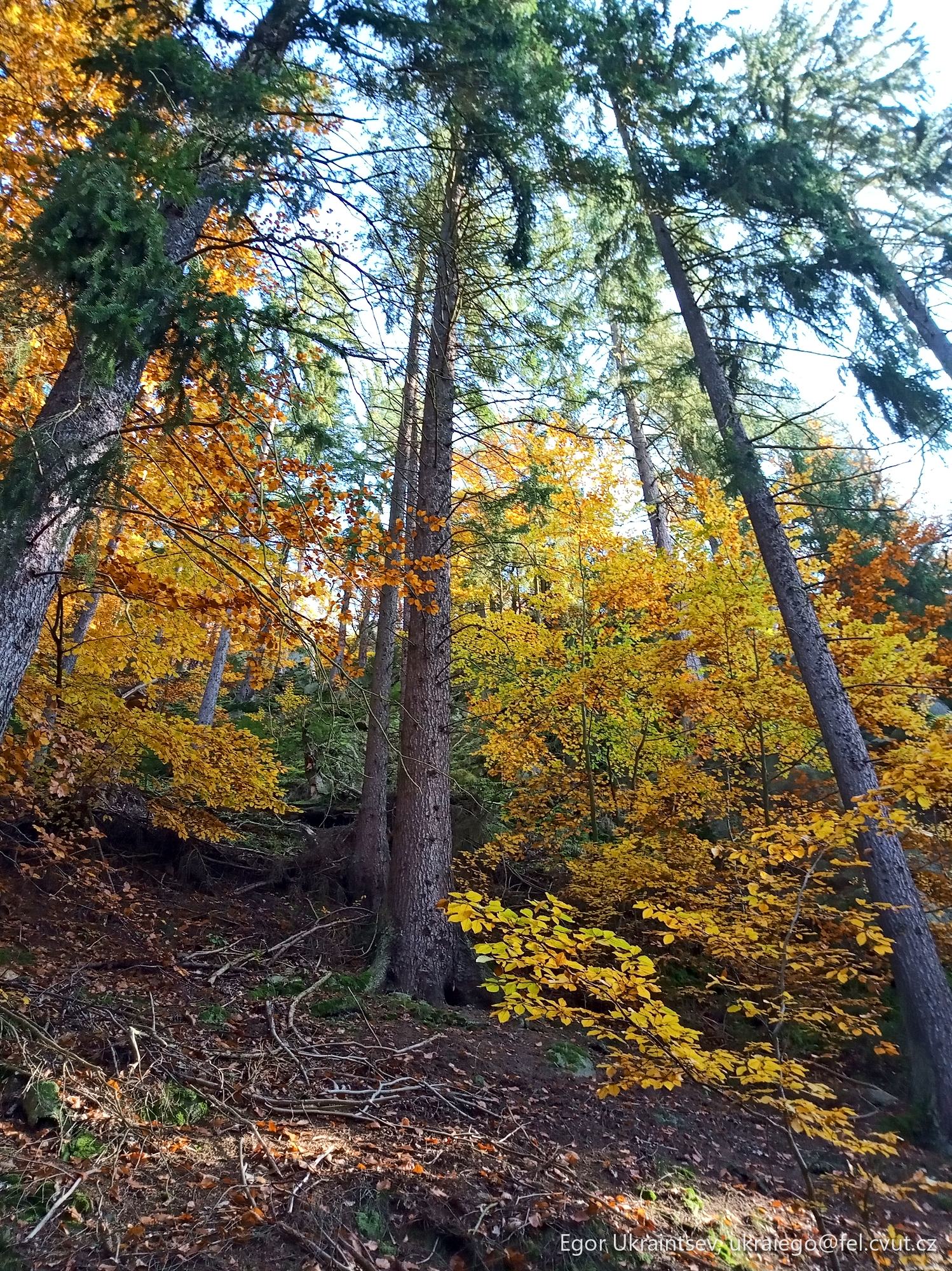 Trees in the fall colors
