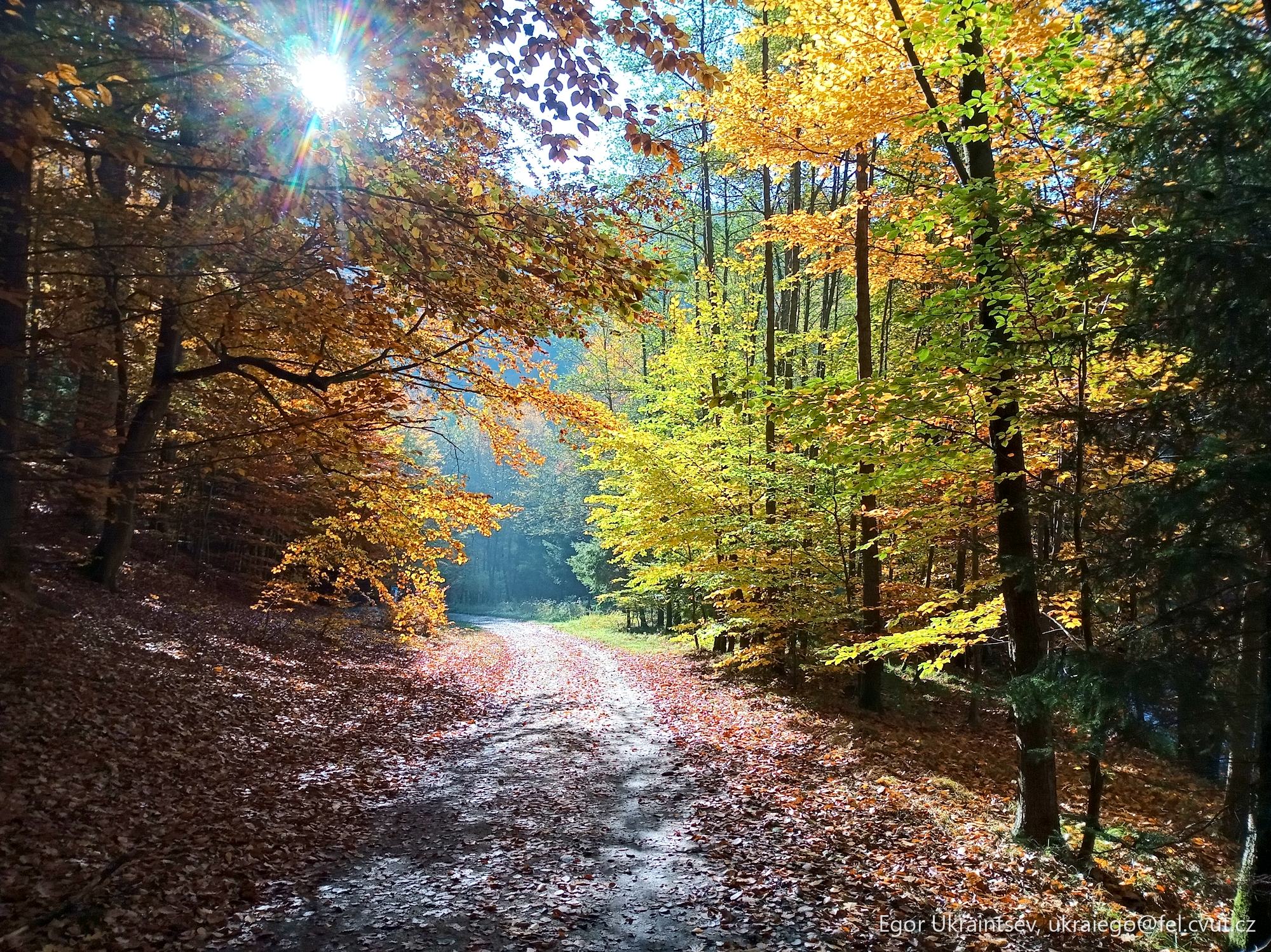 Path through the woods