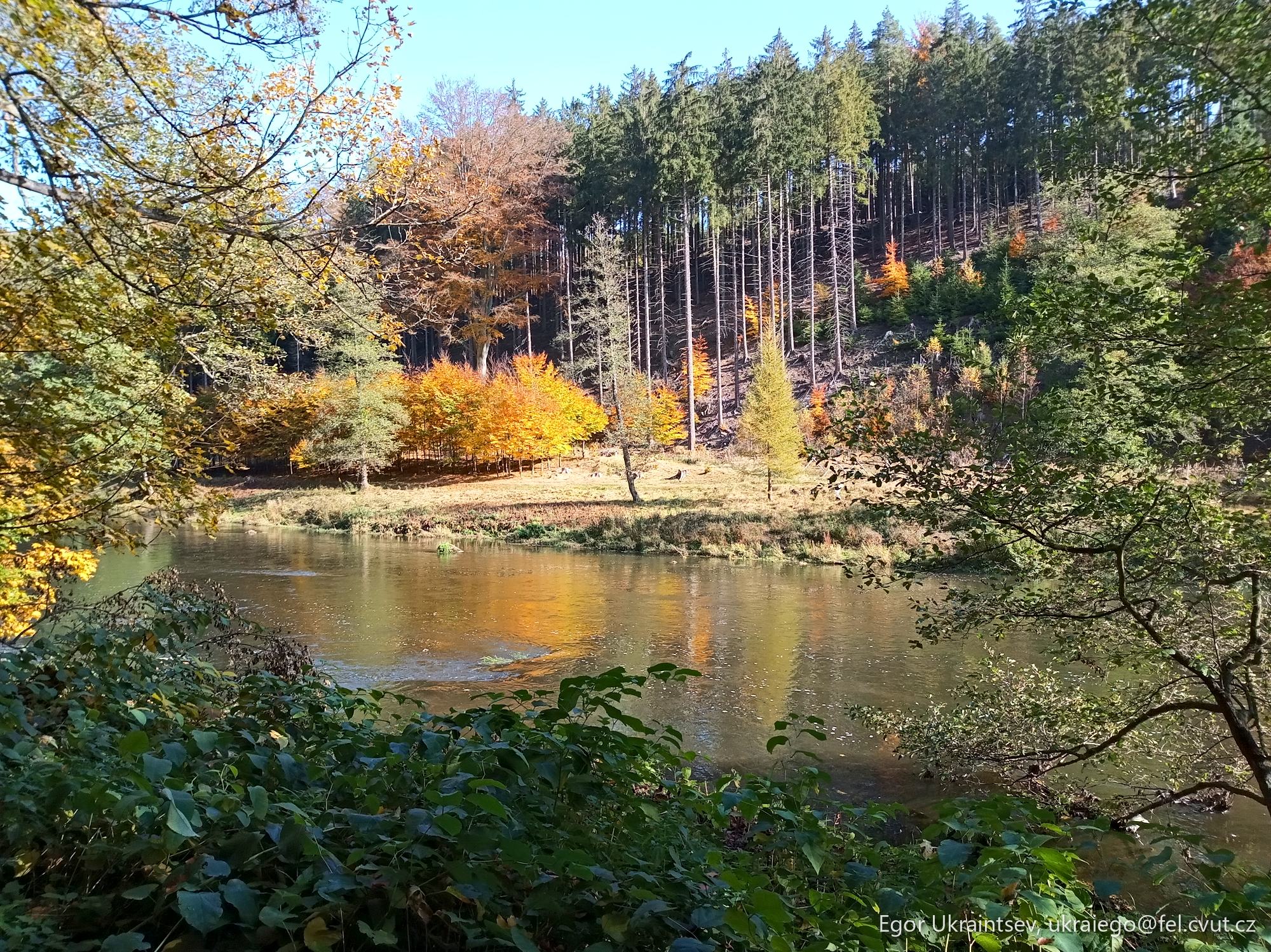 Lake surrounded by trees