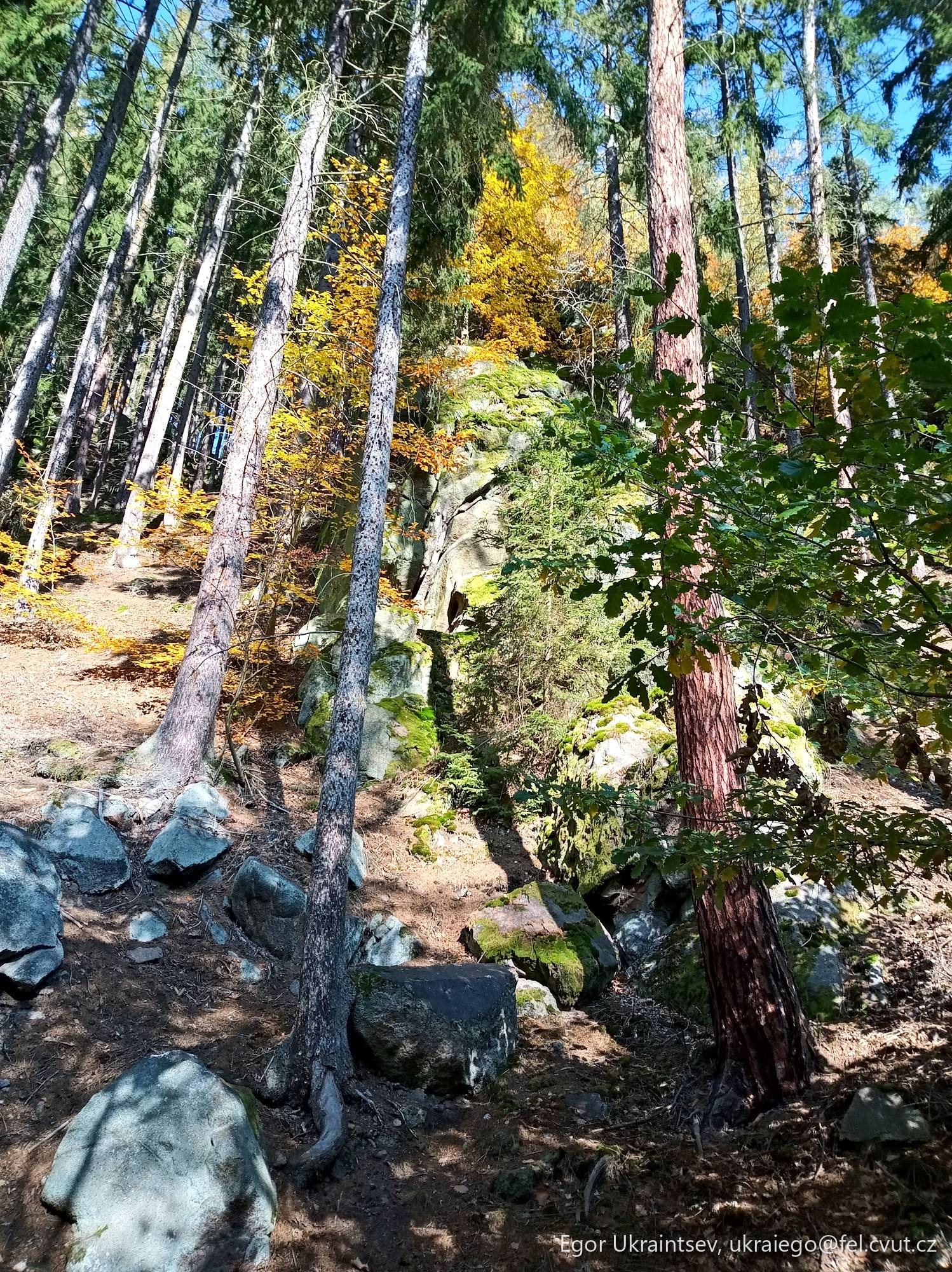 Forest in the fall