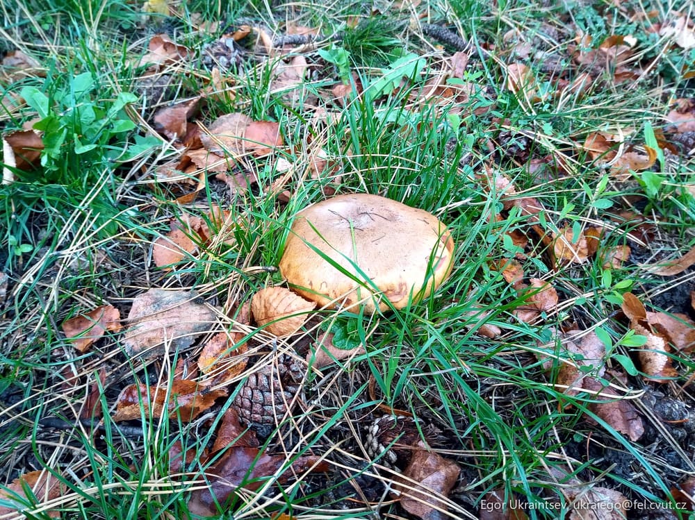 Mushroom in the grass