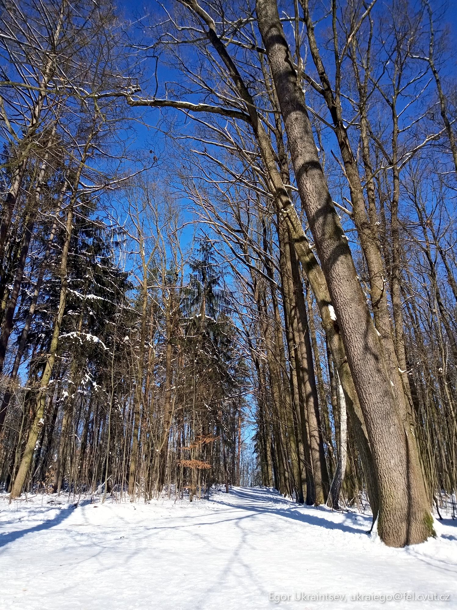Tree in the snow