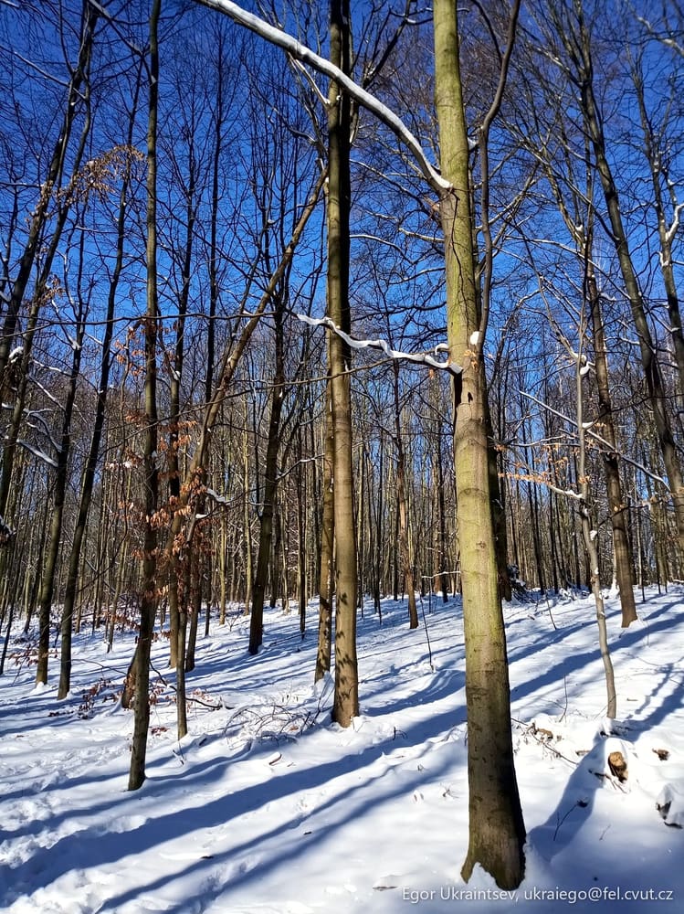 Trees in the snow