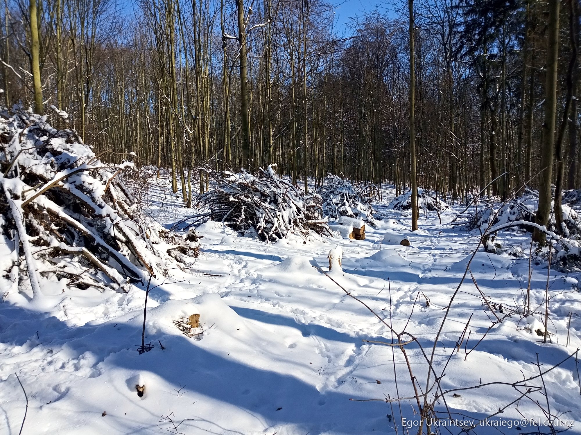 Snowy path in the woods