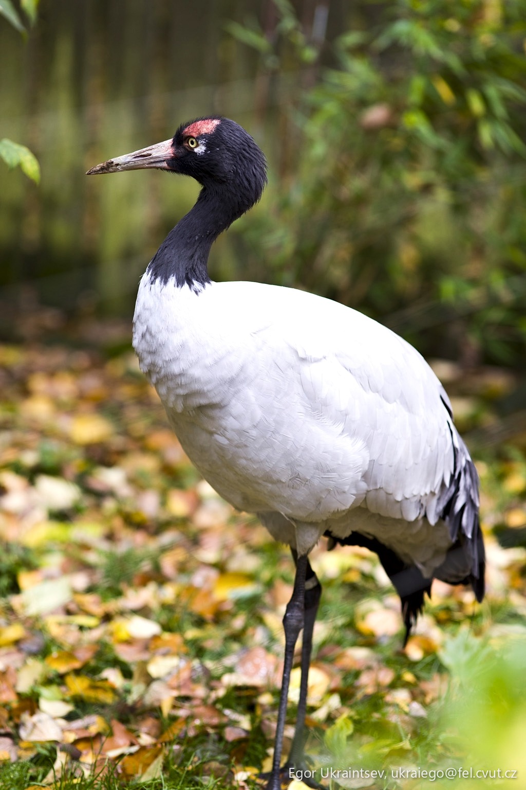 Red crowned stork