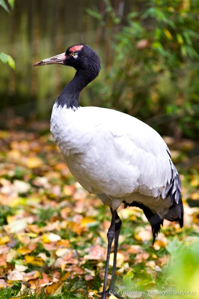 Red crowned stork