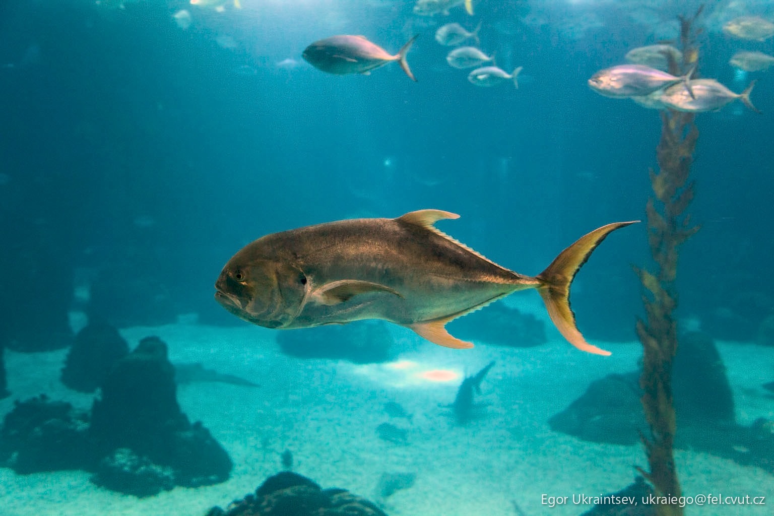 Fish swimming in a tank
