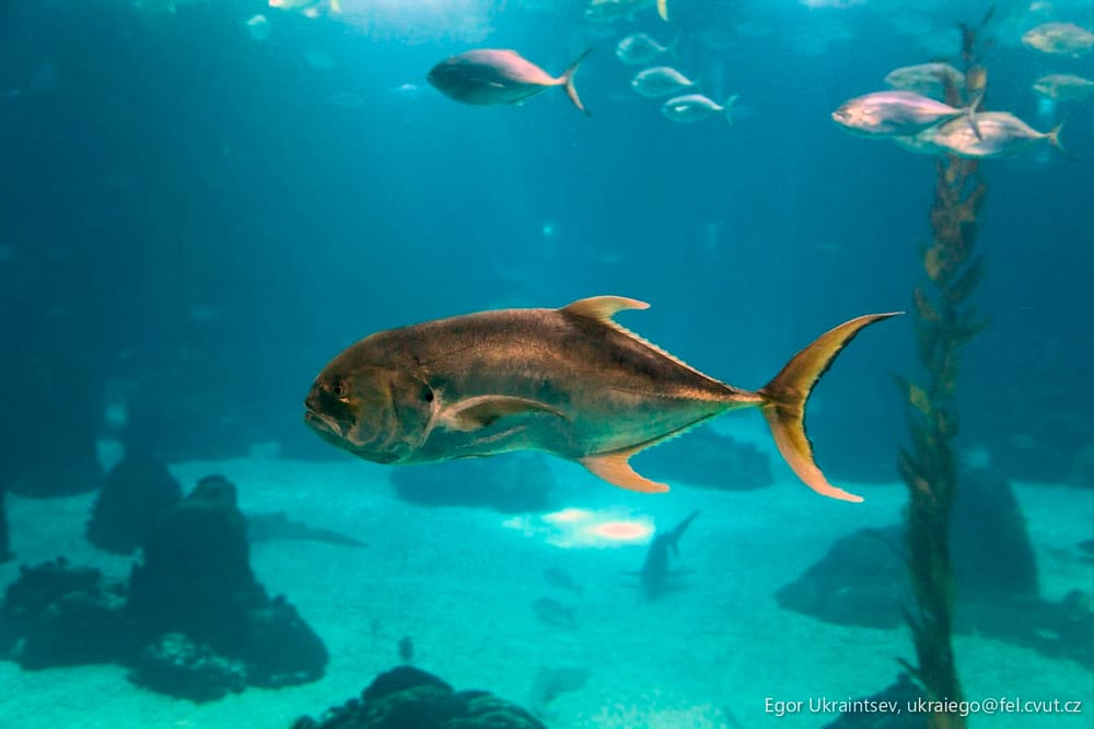 Fish swimming in a tank