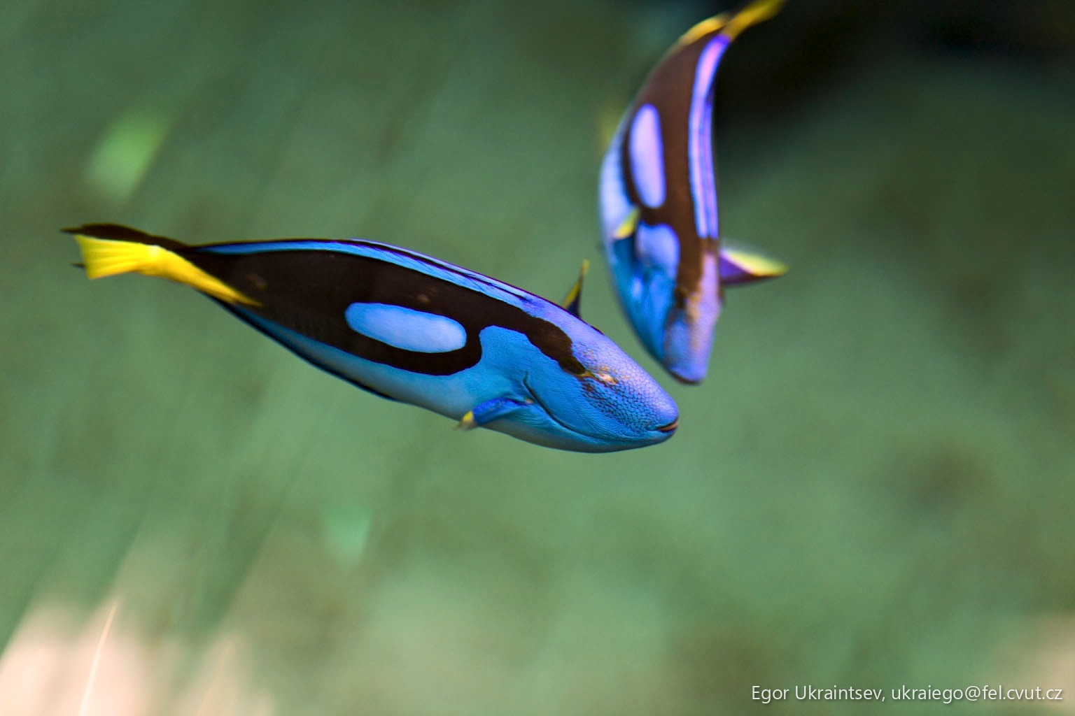 Blue and yellow fish
