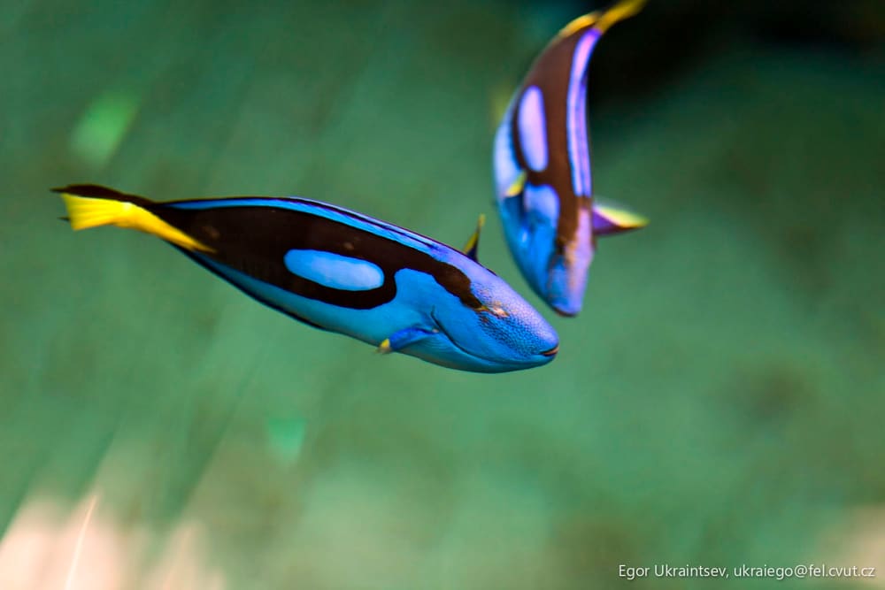 Blue and yellow fish