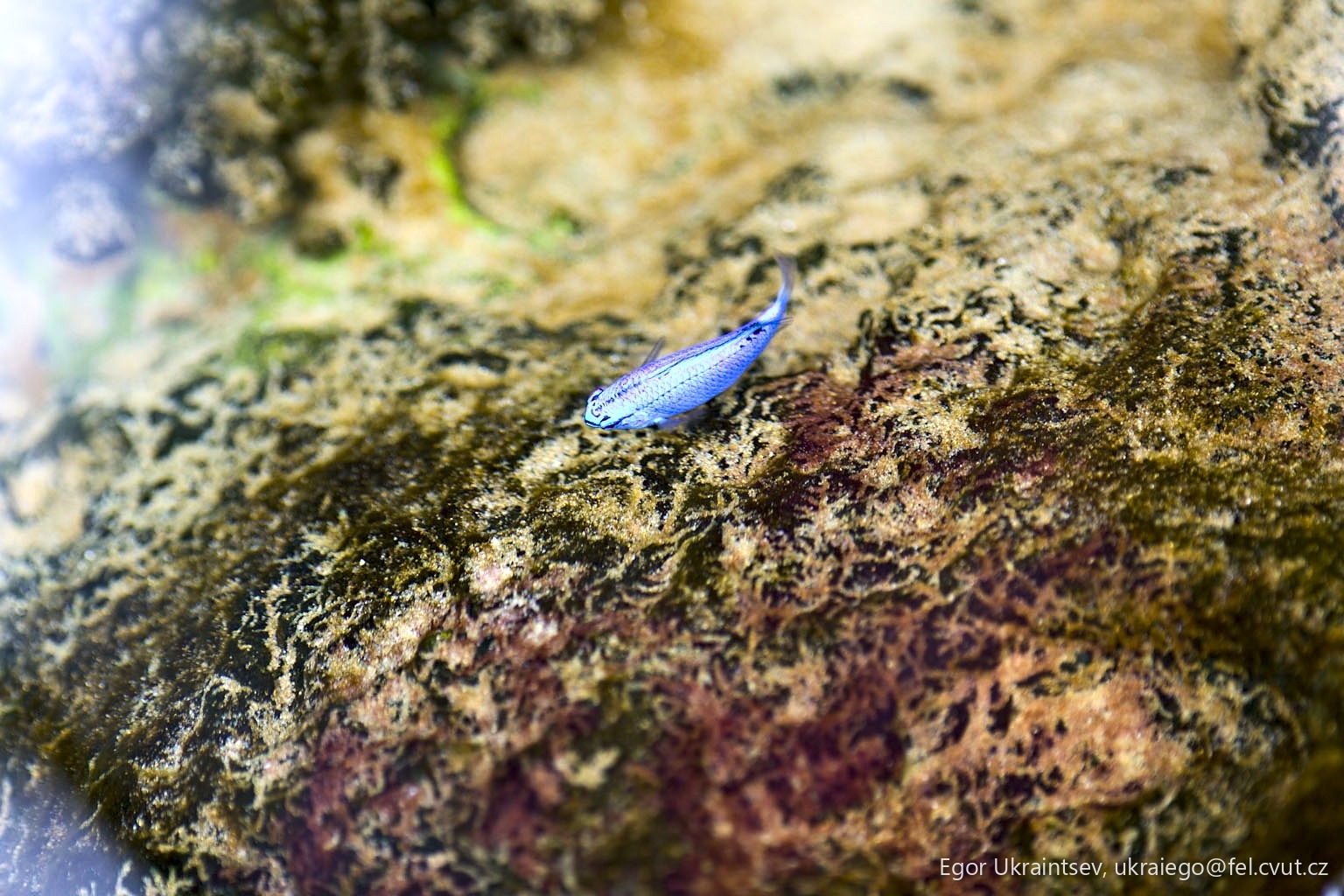 Small blue fish
