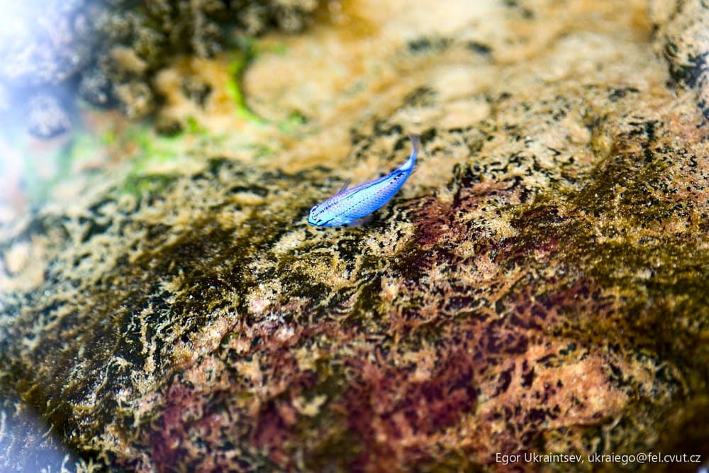 Small blue fish
