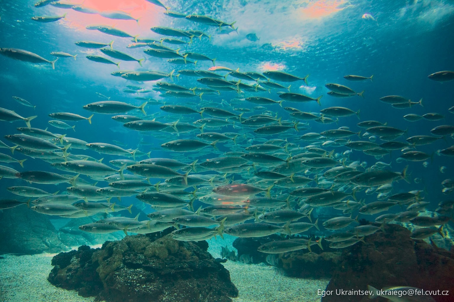 School of fish