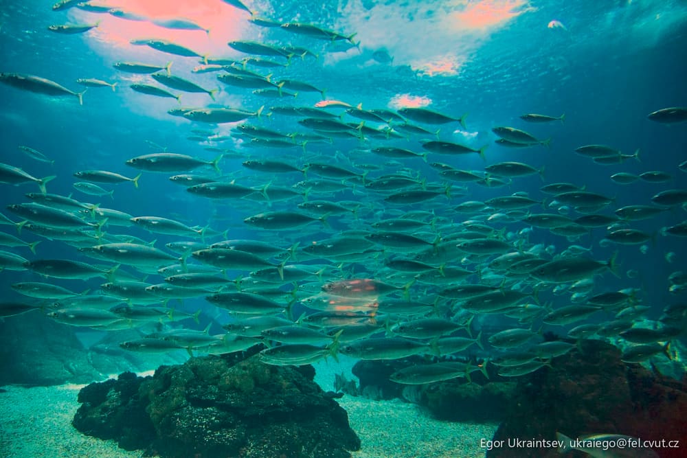 School of fish