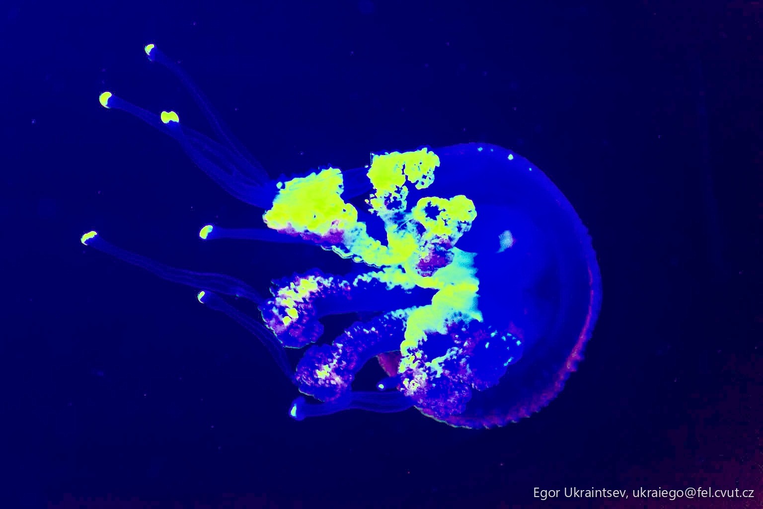 Jellyfish