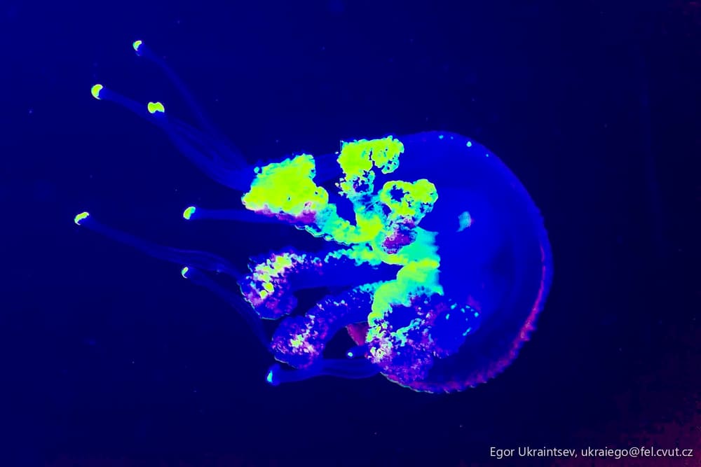 Jellyfish